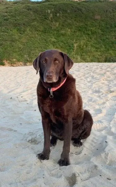 Large dog sitting on beach