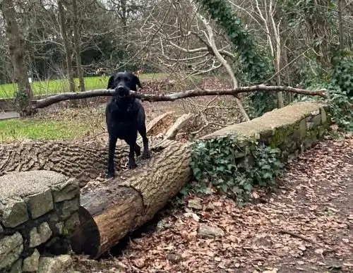 Dog carrying very large stick through woodland