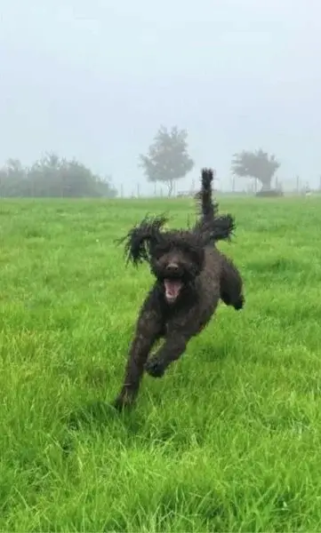 Dog bounding through field in rain