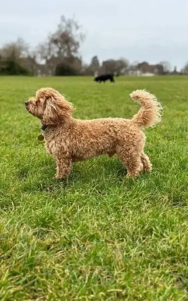 Cockapoo standing in grass enjoying sunshine