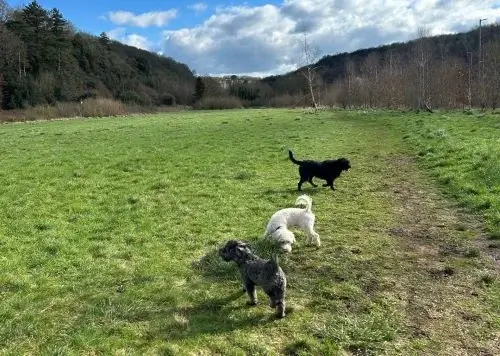 Three dogs exploring grassy field