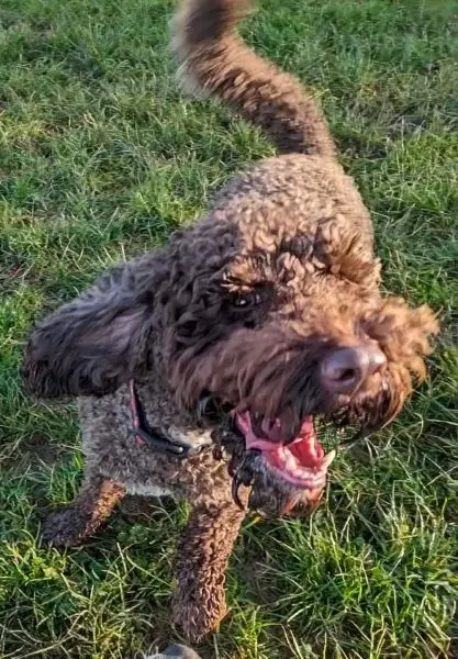 Close up action shot of happy jumping dog