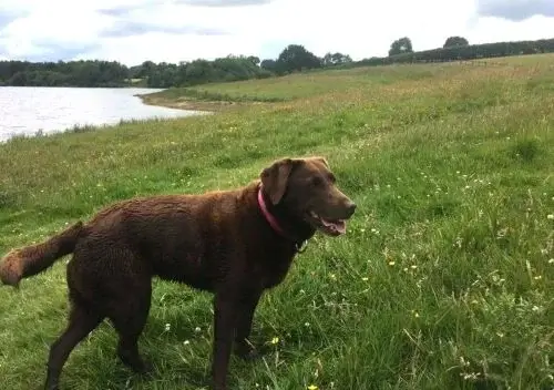 Dog standing in meadow next to lake