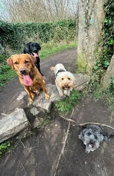 Four dogs sitting on woodland pathway