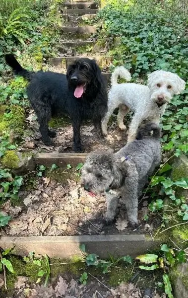 Three dogs sitting on woodland steps