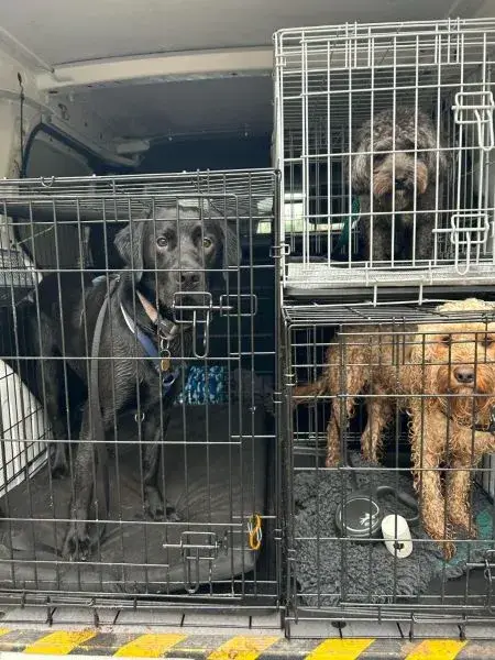 Three dogs in secure dog-carrier transport